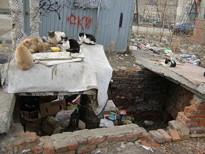 За мусорными контейнерами на улице Ретнева образовалась настоящая свалка, которую облюбовали бездомные кошки