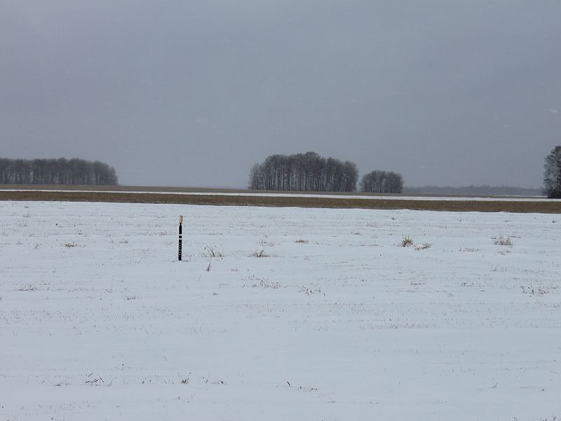 Не убранная полоса яровой пшеницы осталась зимовать под снегом 
