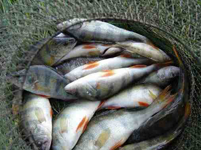 Запрет на ловлю рыбы в Каслинском районе снят