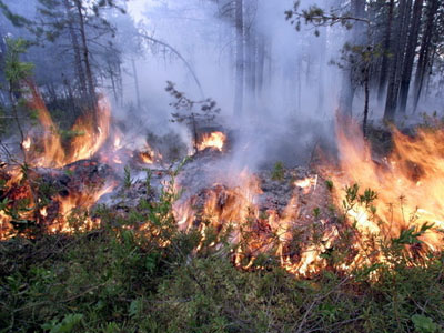 Каслинский район: Горят леса, кто виноват