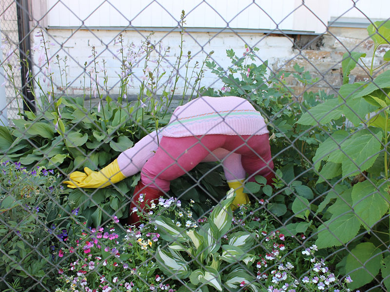Каслинка на своём участке создала дендропарк вместо огорода