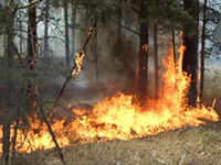 Лесной пожар в Каслинском районе