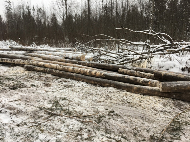 Деревья, срубленные браконьерами на территории Каслинского района