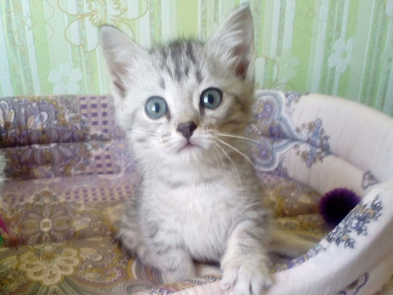 Брошенного в Каслях котёнка с травмой позвоночника прооперируют в Санкт-Петербурге