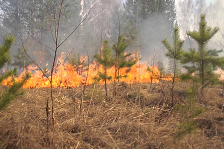 В Челябинской области объявлен пожароопасный сезон