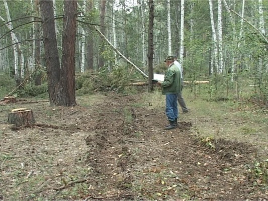 Техника, груженая незаконно срубленным лесом, была задержана в районе села Булзи в августе этого года сотрудниками ЧОБУ «Каслинское лесничество», ООО «Тюбуклес» и правоохранительными органами